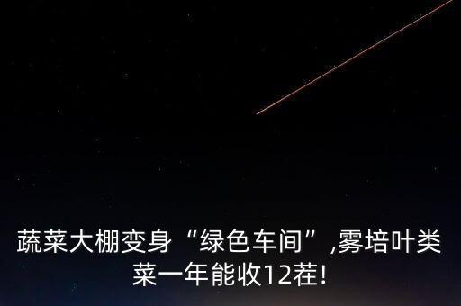 蔬菜大棚變身“綠色車間”,霧培葉類菜一年能收12茬!
