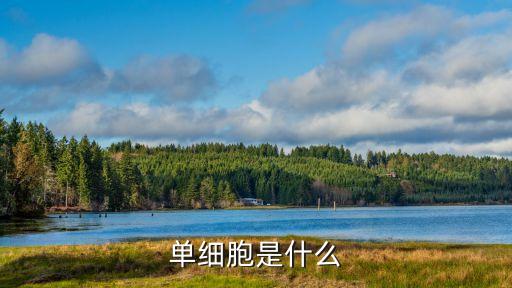 單細(xì)胞是什么