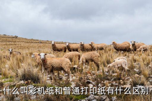 什么叫彩機(jī)紙和普通打印紙有什么區(qū)別