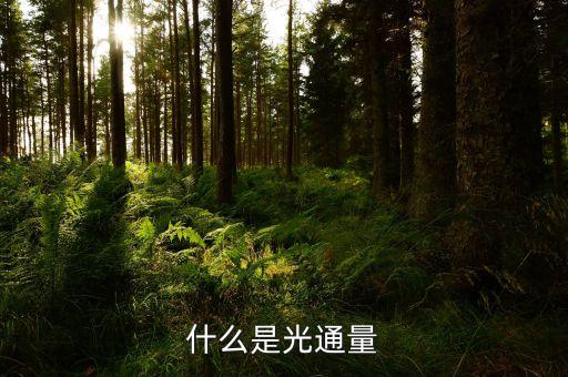 nvh是什么，NPH文是什么意思
