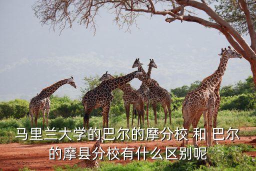 馬里蘭大學(xué)的巴爾的摩分校 和 巴爾的摩縣分校有什么區(qū)別呢