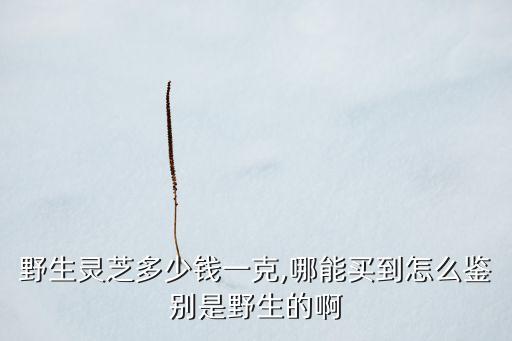 野生靈芝多少錢一克,哪能買到怎么鑒別是野生的啊