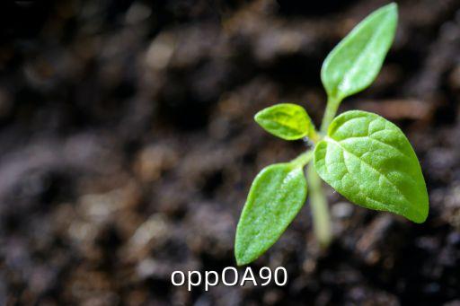 oppOA90