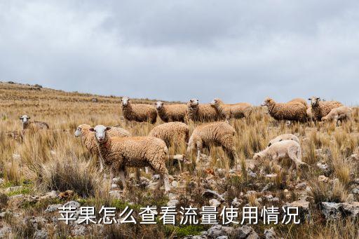 蘋果怎么查看流量使用情況