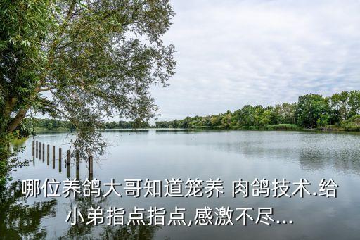 背籠式自動化喂養(yǎng)肉鴿設(shè)備