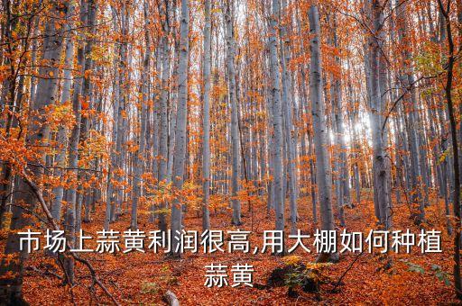 蒜黃自動化種植設(shè)備,用大棚如何種植菜黃?菜黃栽培池選址