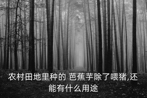 農(nóng)村田地里種的 芭蕉芋除了喂豬,還能有什么用途