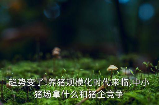 趨勢(shì)變了!養(yǎng)豬規(guī)?；瘯r(shí)代來(lái)臨,中小豬場(chǎng)拿什么和豬企競(jìng)爭(zhēng)