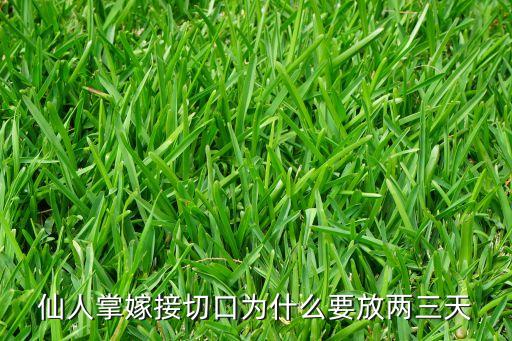 仙人掌嫁接切口為什么要放兩三天