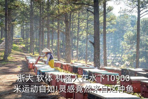 軟體機(jī)器人材質(zhì),北京軟體機(jī)器人
