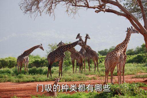 門吸的種類都有哪些