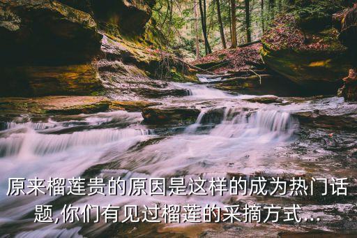 原來榴蓮貴的原因是這樣的成為熱門話題,你們有見過榴蓮的采摘方式...