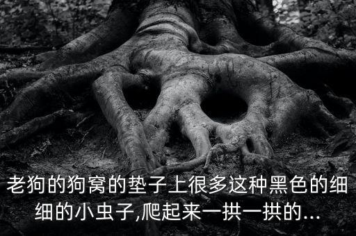 老狗的狗窩的墊子上很多這種黑色的細(xì)細(xì)的小蟲子,爬起來一拱一拱的...
