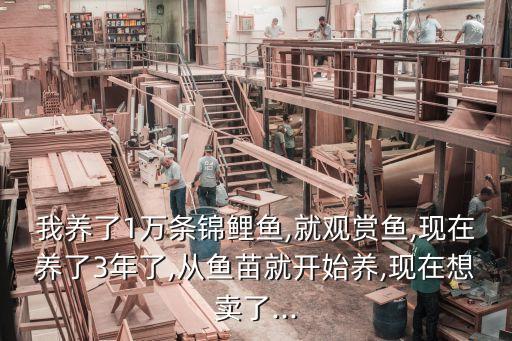 我養(yǎng)了1萬(wàn)條錦鯉魚,就觀賞魚,現(xiàn)在養(yǎng)了3年了,從魚苗就開始養(yǎng),現(xiàn)在想賣了...