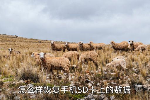 怎么樣恢復(fù)手機(jī)SD卡上的數(shù)據(jù)