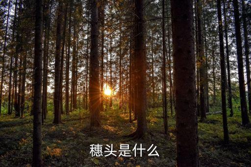 穗頭是什么