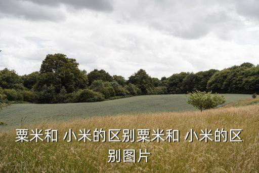 小米圖片大全,繪畫豐收小米圖片大全