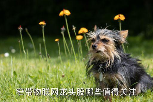 物聯(lián)網(wǎng)龍頭，窄帶物聯(lián)網(wǎng)龍頭股哪些值得關(guān)注