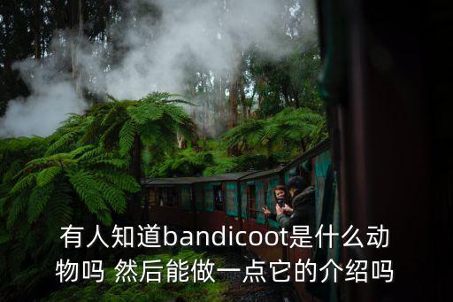 bandicoot，有人知道bandicoot是什么動物嗎 然后能做一點它的介紹嗎