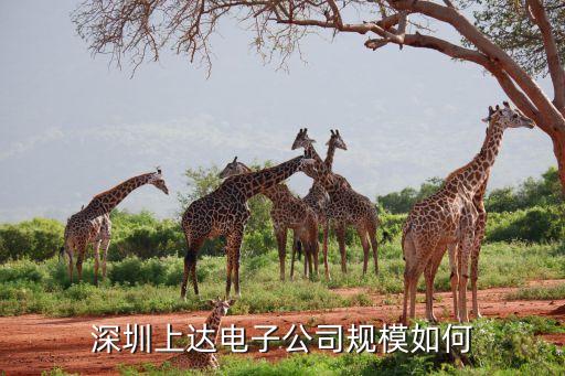 深圳上達電子公司規(guī)模如何