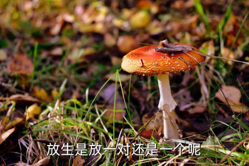 放生是放一對還是一個呢