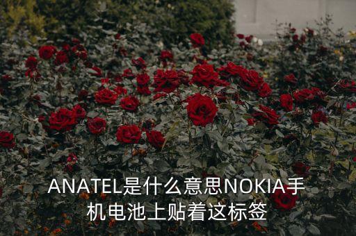 anatel，anatal的翻譯是什么意思