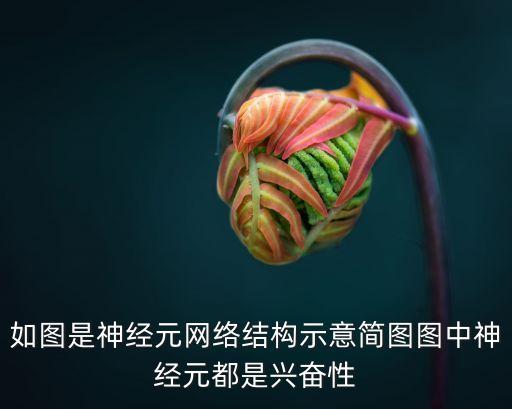 如圖是神經(jīng)元網(wǎng)絡(luò)結(jié)構(gòu)示意簡圖圖中神經(jīng)元都是興奮性