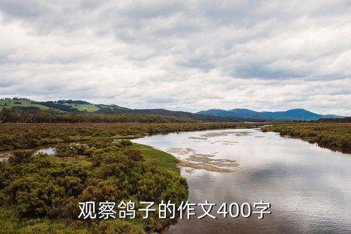 觀察鴿子的作文400字