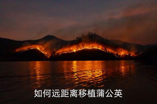 蒲公英遠程，如何遠距離移植蒲公英