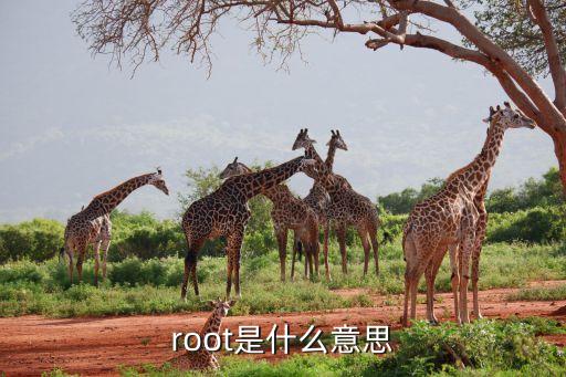 root是什么意思