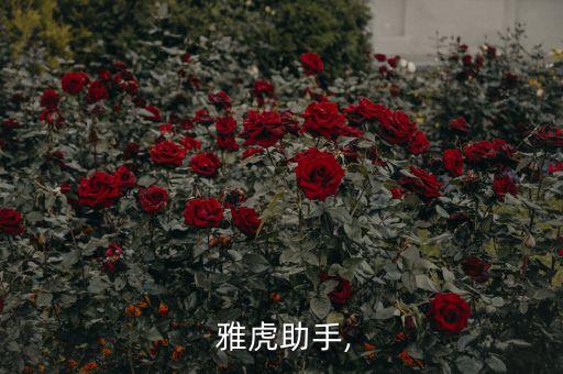  雅虎助手,