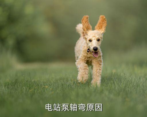電站泵軸彎原因
