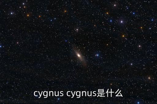 cygnus，cygnus cygnus是什么
