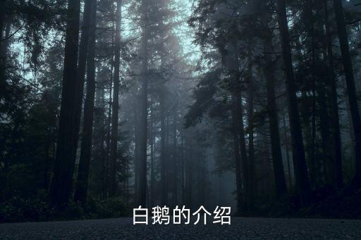 白鵝的介紹