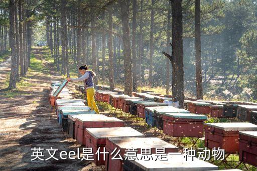 英文eel是什么意思是一種動(dòng)物