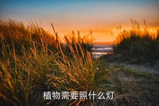 植物需要照什么燈