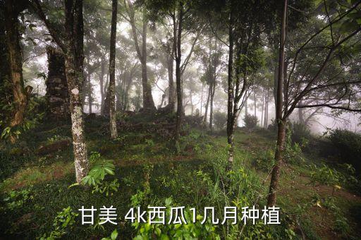 甘美 4k西瓜1幾月種植