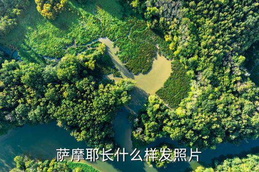 sia長什么樣，珊瑚長什么樣