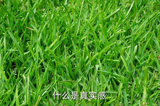 什么是真實感