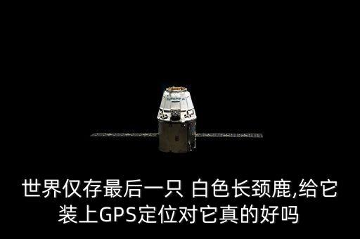 白色長頸鹿,肯尼亞又發(fā)現(xiàn)白色長頸鹿挖掘出來