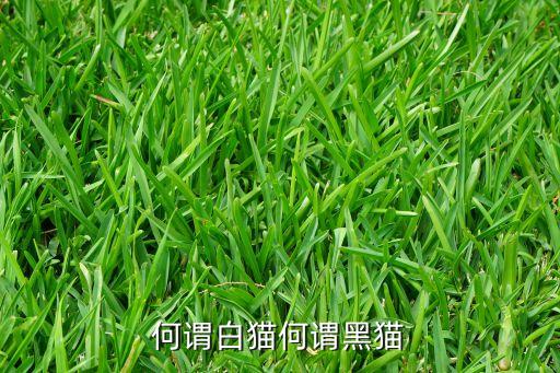 何謂白貓何謂黑貓