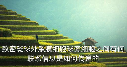 系膜細胞，有關(guān)病理生理為什么系膜細胞收縮引起腎小球血管阻力增加濾過面