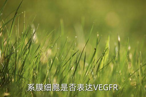 系膜細胞是否表達VEGFR