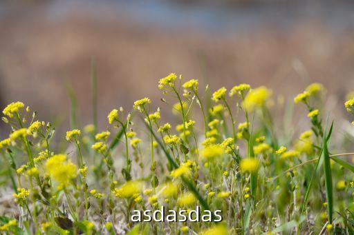 asdasdas