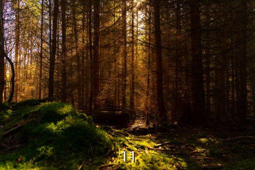 11