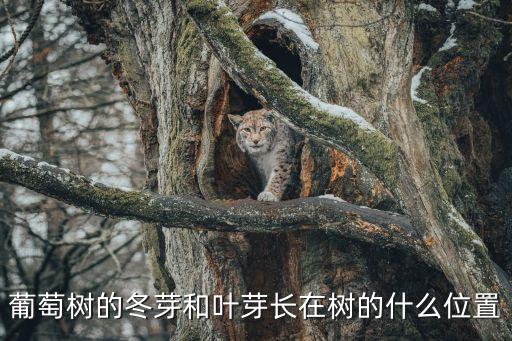 葡萄樹(shù)的冬芽和葉芽長(zhǎng)在樹(shù)的什么位置