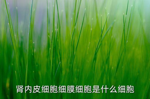 腎內(nèi)皮細(xì)胞細(xì)膜細(xì)胞是什么細(xì)胞