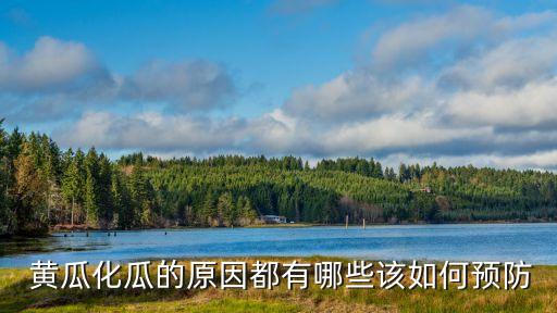  黃瓜化瓜的原因都有哪些該如何預(yù)防