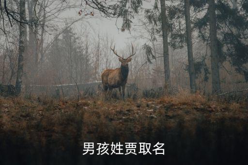 男孩姓賈取名