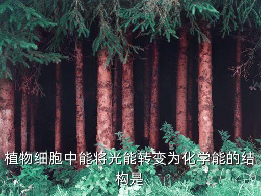 植物細(xì)胞中能將光能轉(zhuǎn)變?yōu)榛瘜W(xué)能的結(jié)構(gòu)是